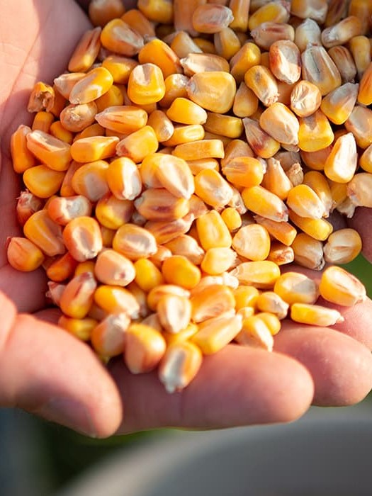 Corn Seeds