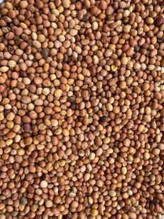 Pigeon Pea