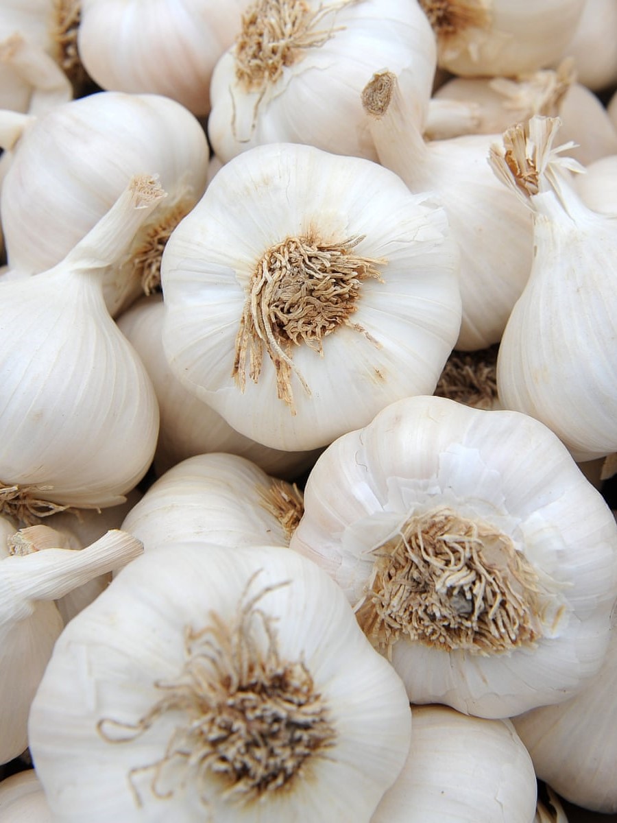 Garlic